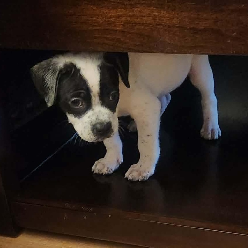 Enlarge Frosty, a ADOPTABLE mixed breed in Dunkirk , NY image 2/6