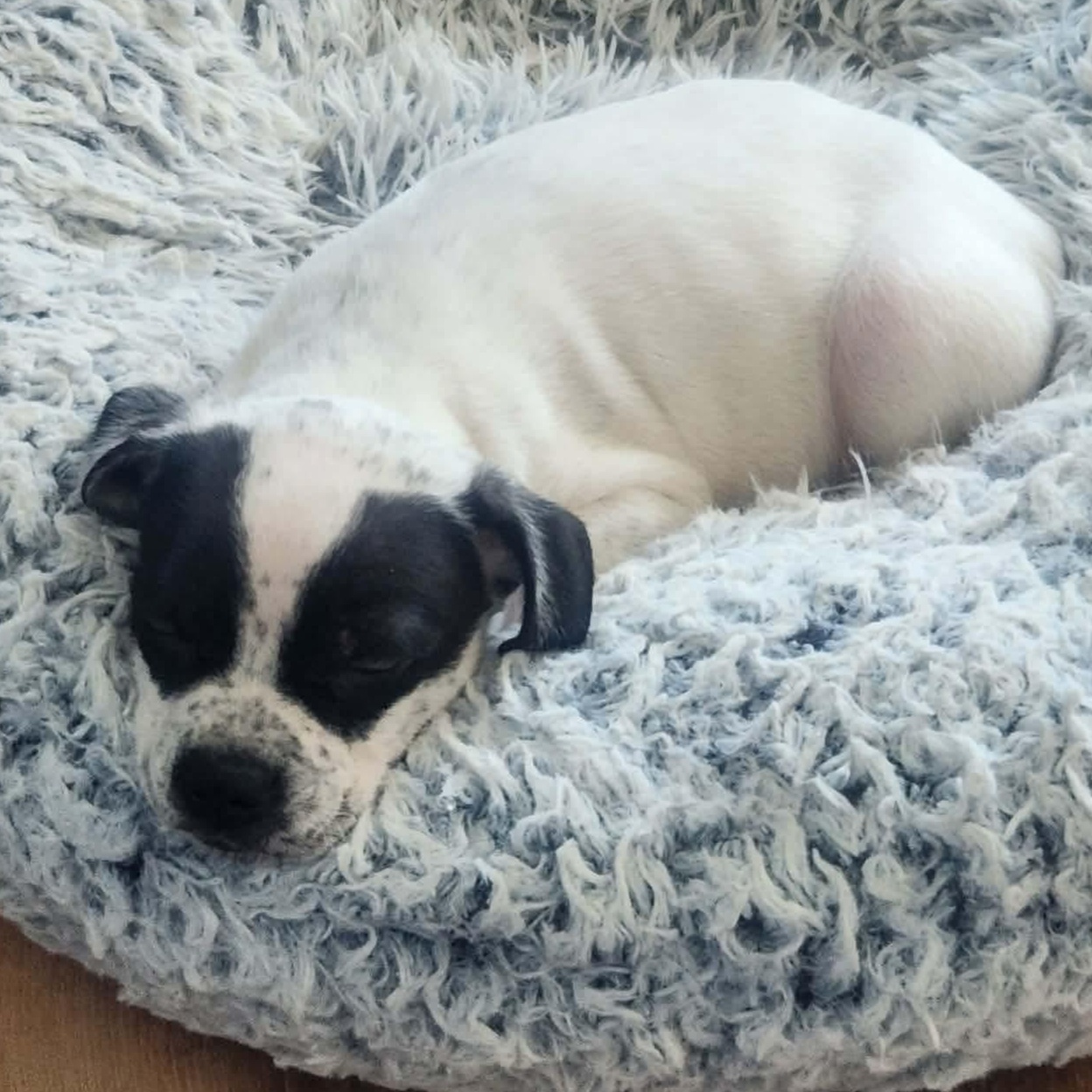 Enlarge Frosty, a ADOPTABLE mixed breed in Dunkirk , NY image 3/6