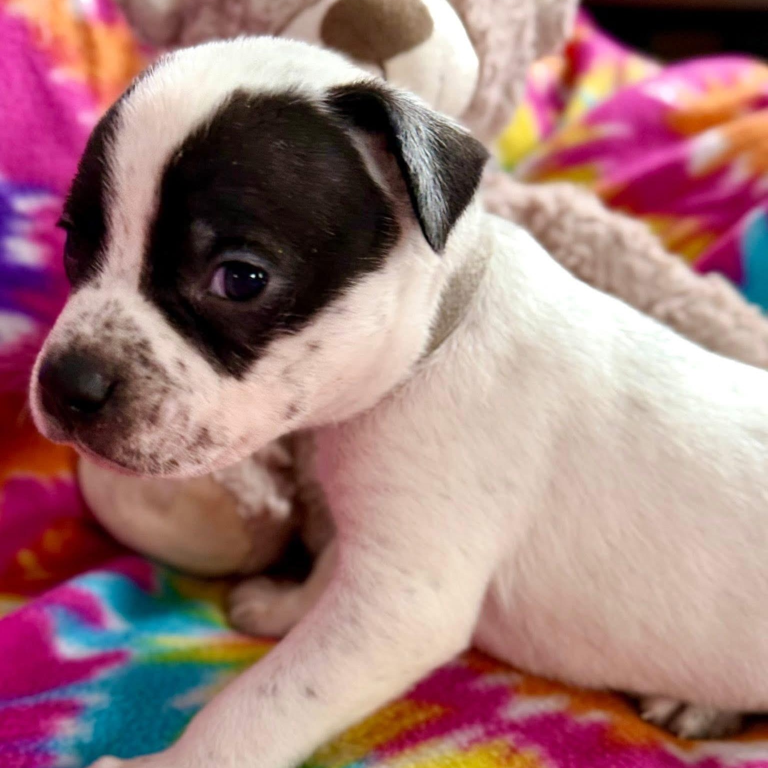 Enlarge Frosty, a ADOPTABLE mixed breed in Dunkirk , NY image 5/6