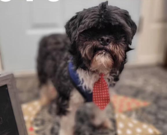 Toto, ADOPTABLE, Senior Male Shih Tzu & Brussels Griffon.