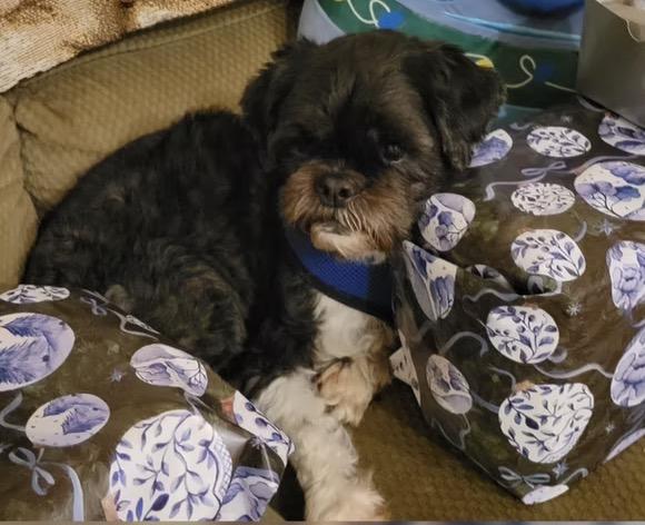 Enlarge Toto, a ADOPTABLE mixed breed in Harrington, DE image 2/4