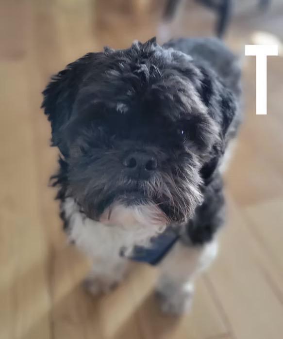 Enlarge Toto, a ADOPTABLE mixed breed in Harrington, DE image 3/4