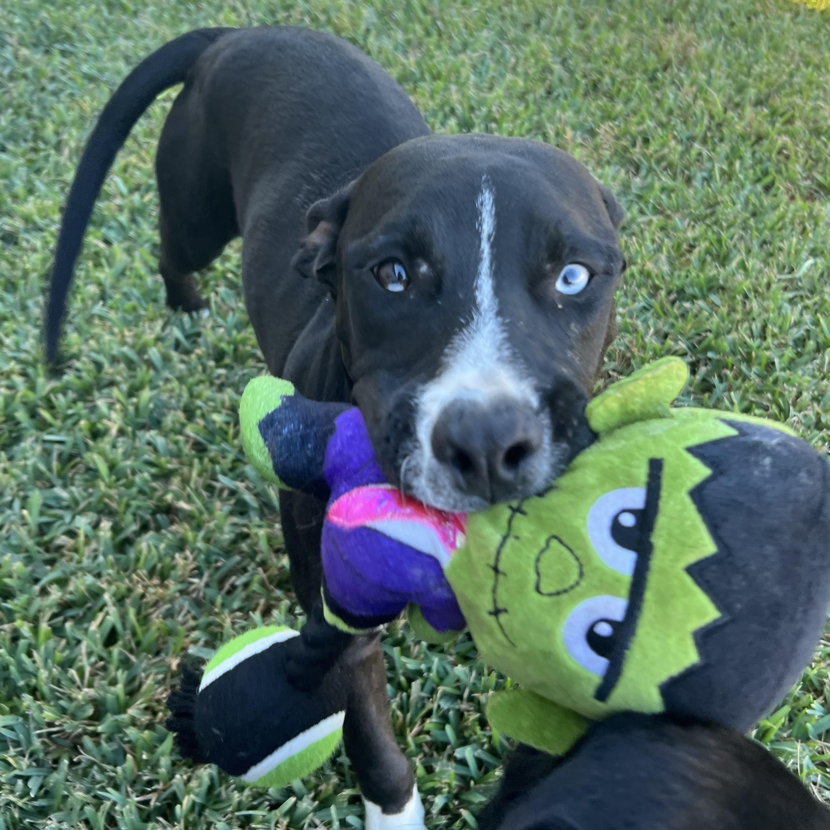 Bluey, adopted, Young Male Great Dane.