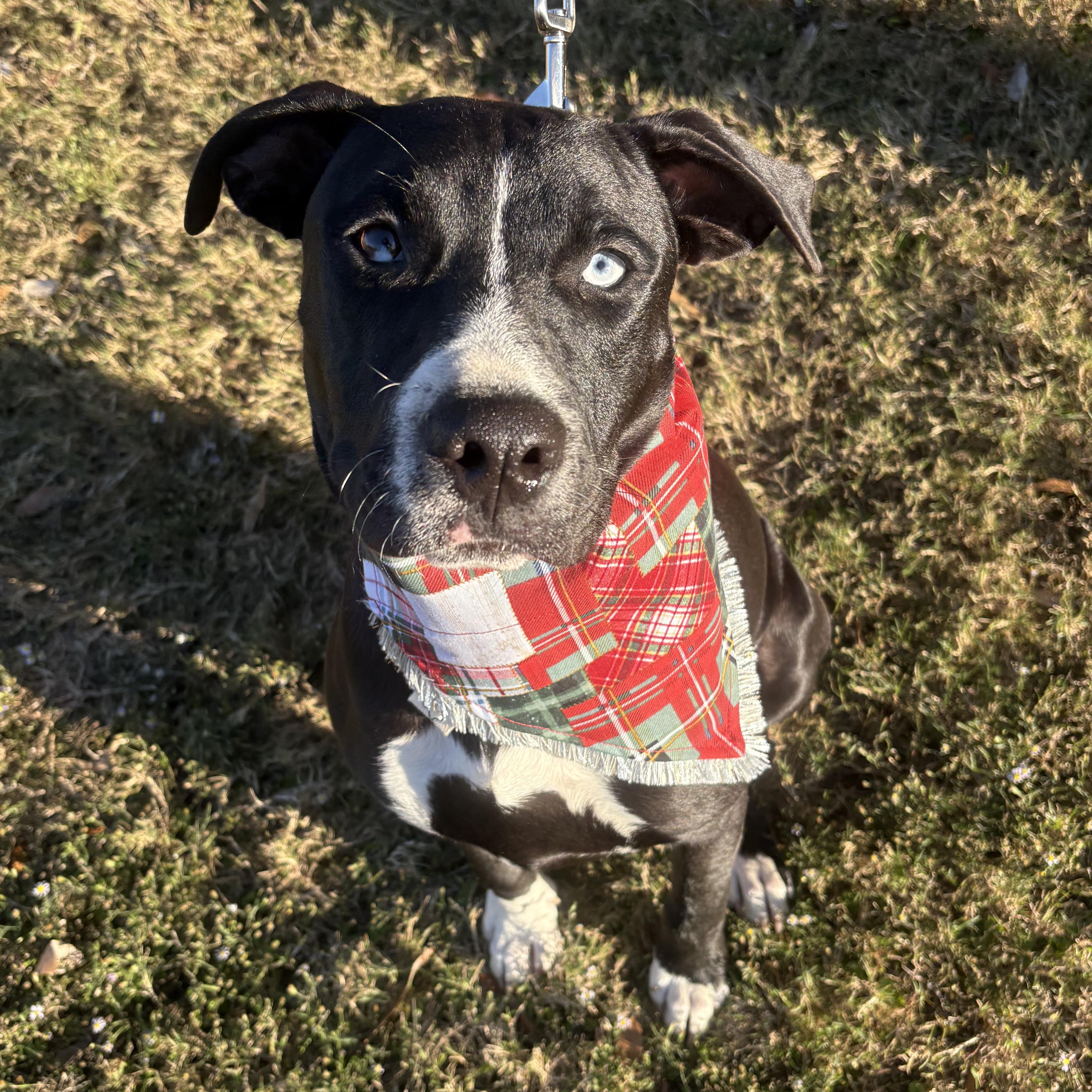 Enlarge Bluey, an adopted mixed breed in Bryan, TX image 3/3