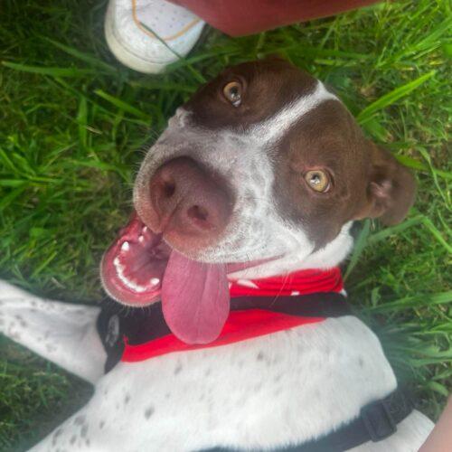 Speck, Adoptable, Puppy Male Cattle Dog & Mixed Breed.
