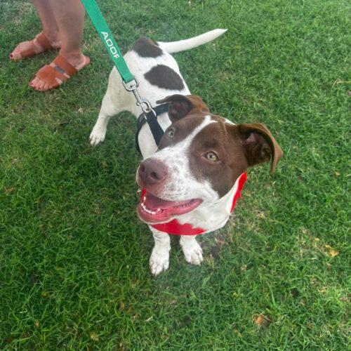 Enlarge Speck, a Adoptable mixed breed in Edmond, OK image 2/6