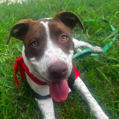 Enlarge Speck, a Adoptable mixed breed in Edmond, OK image 3/6