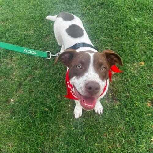 Enlarge Speck, a Adoptable mixed breed in Edmond, OK image 4/6
