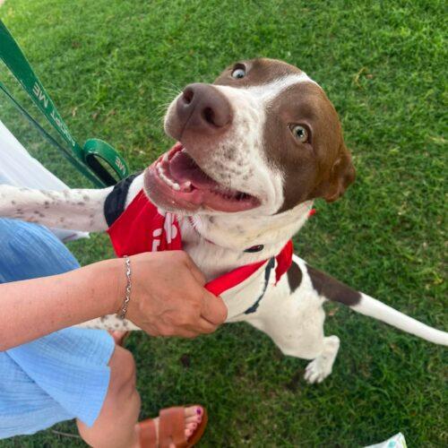 Enlarge Speck, a Adoptable mixed breed in Edmond, OK image 5/6