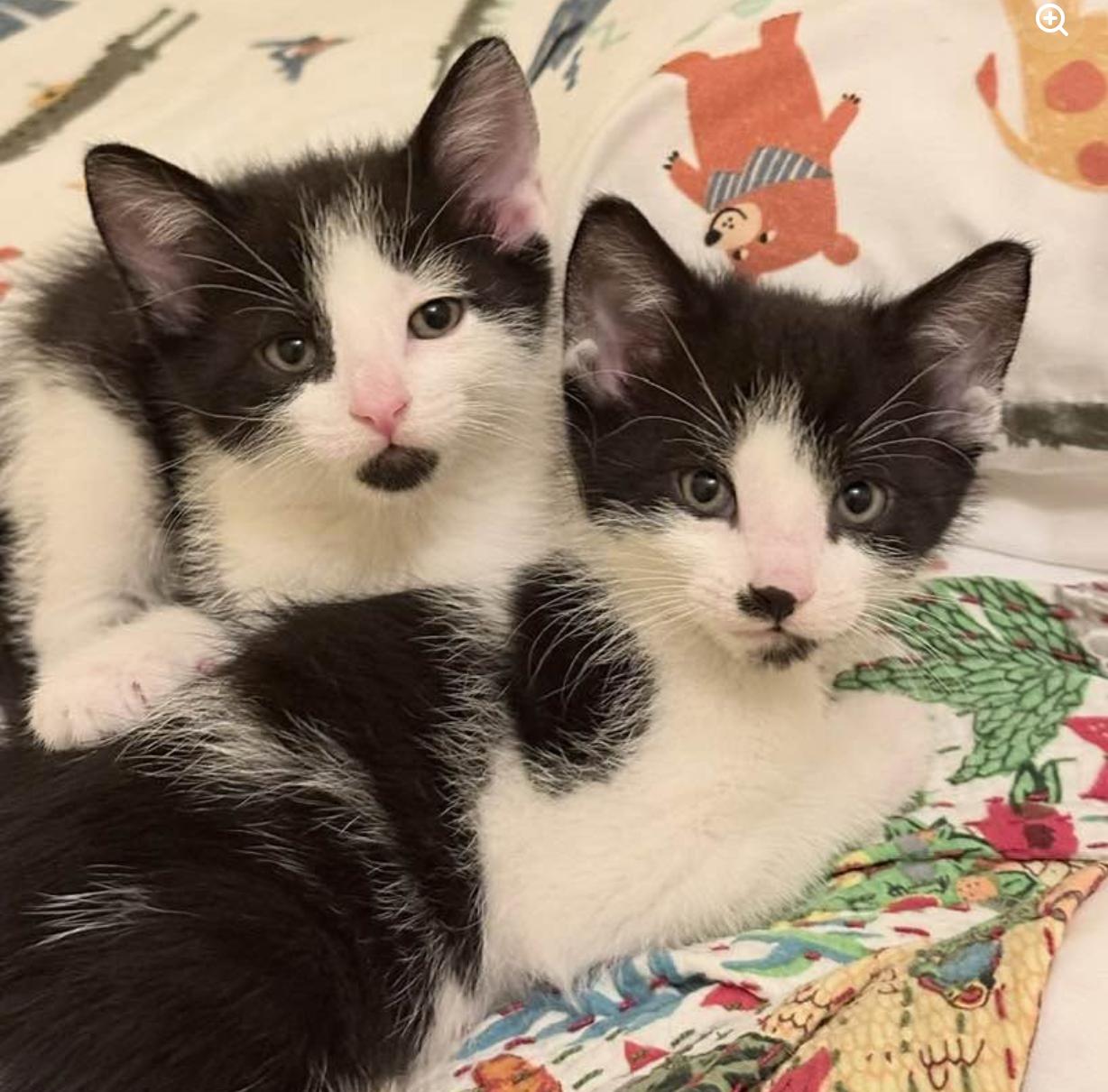 Enlarge Cricket & Cosmo, a Adoptable Domestic Short Hair in Chicago, IL image 4/4