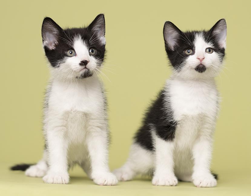 Enlarge Cricket & Cosmo, a Adoptable Domestic Short Hair in Chicago, IL image 3/4