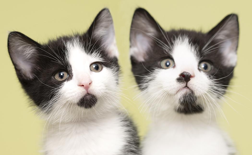 Enlarge Cricket & Cosmo, a Adoptable Domestic Short Hair in Chicago, IL image 1/4
