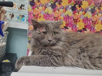 Nash, Adoptable, Adult Male Domestic Long Hair & Domestic Short Hair.