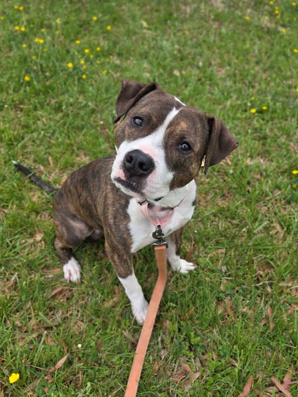 Butterfree, Adoptable, Adult Male Pit Bull Terrier.