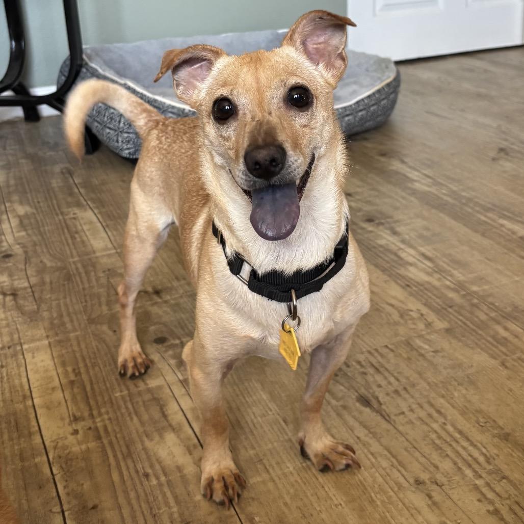 Enlarge Timmy, a Adoptable mixed breed in Phoenix, AZ image 1/6