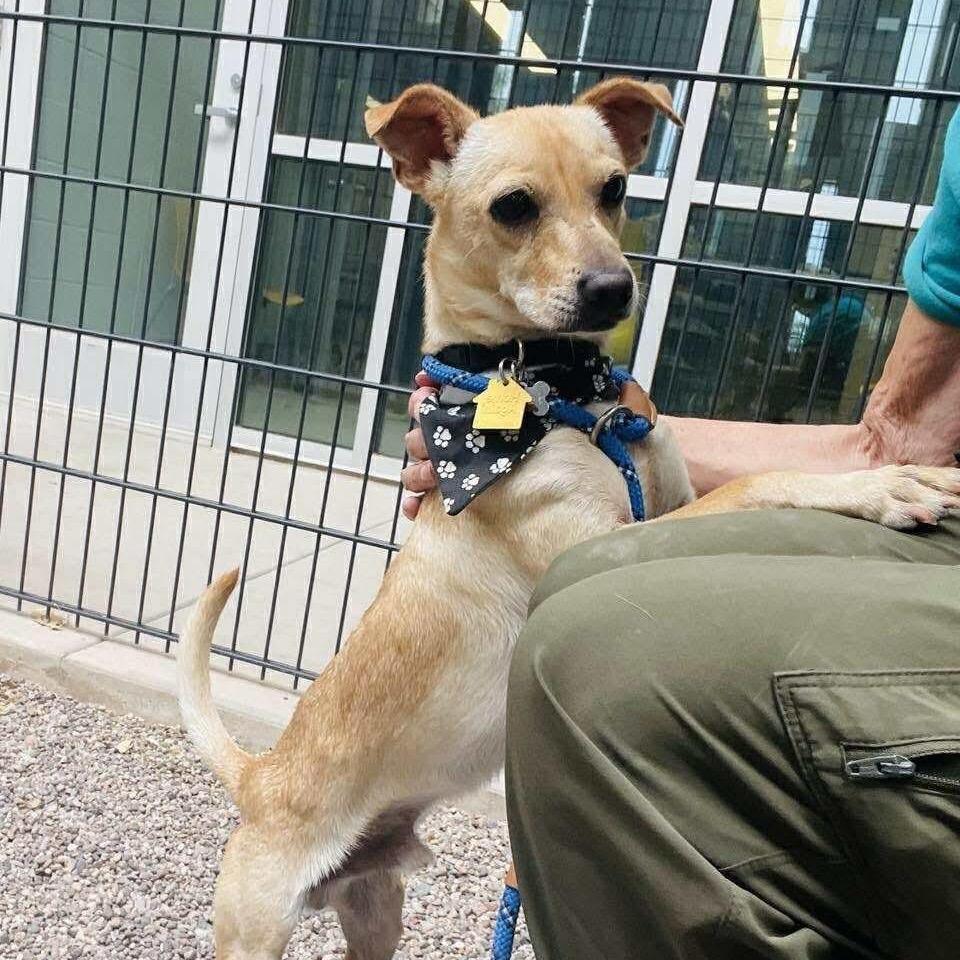 Enlarge Timmy, a Adoptable mixed breed in Phoenix, AZ image 2/6