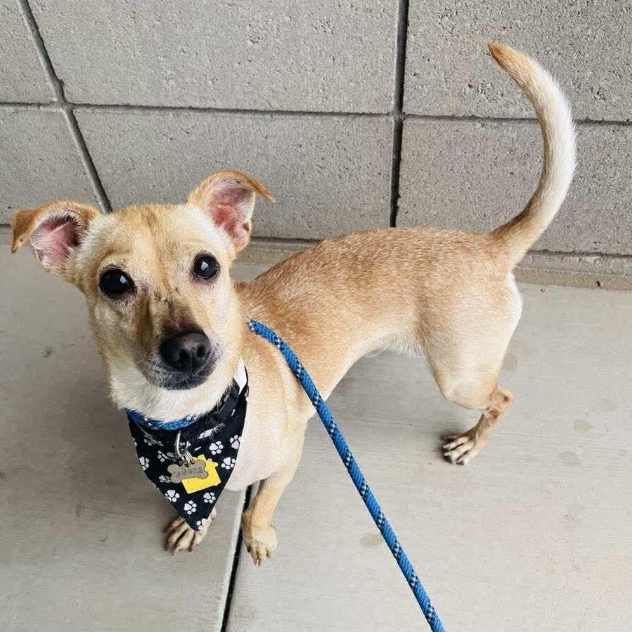 Enlarge Timmy, a Adoptable mixed breed in Phoenix, AZ image 6/6