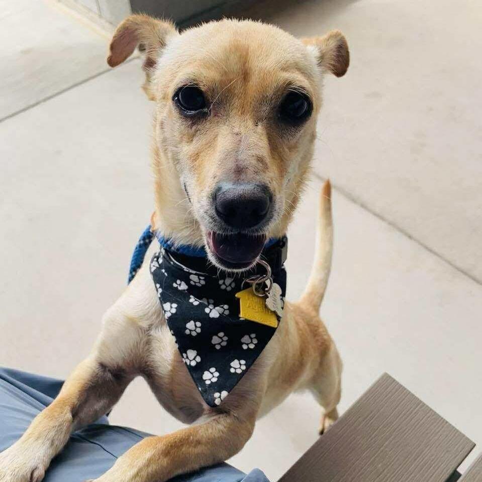 Enlarge Timmy, a Adoptable mixed breed in Phoenix, AZ image 3/6