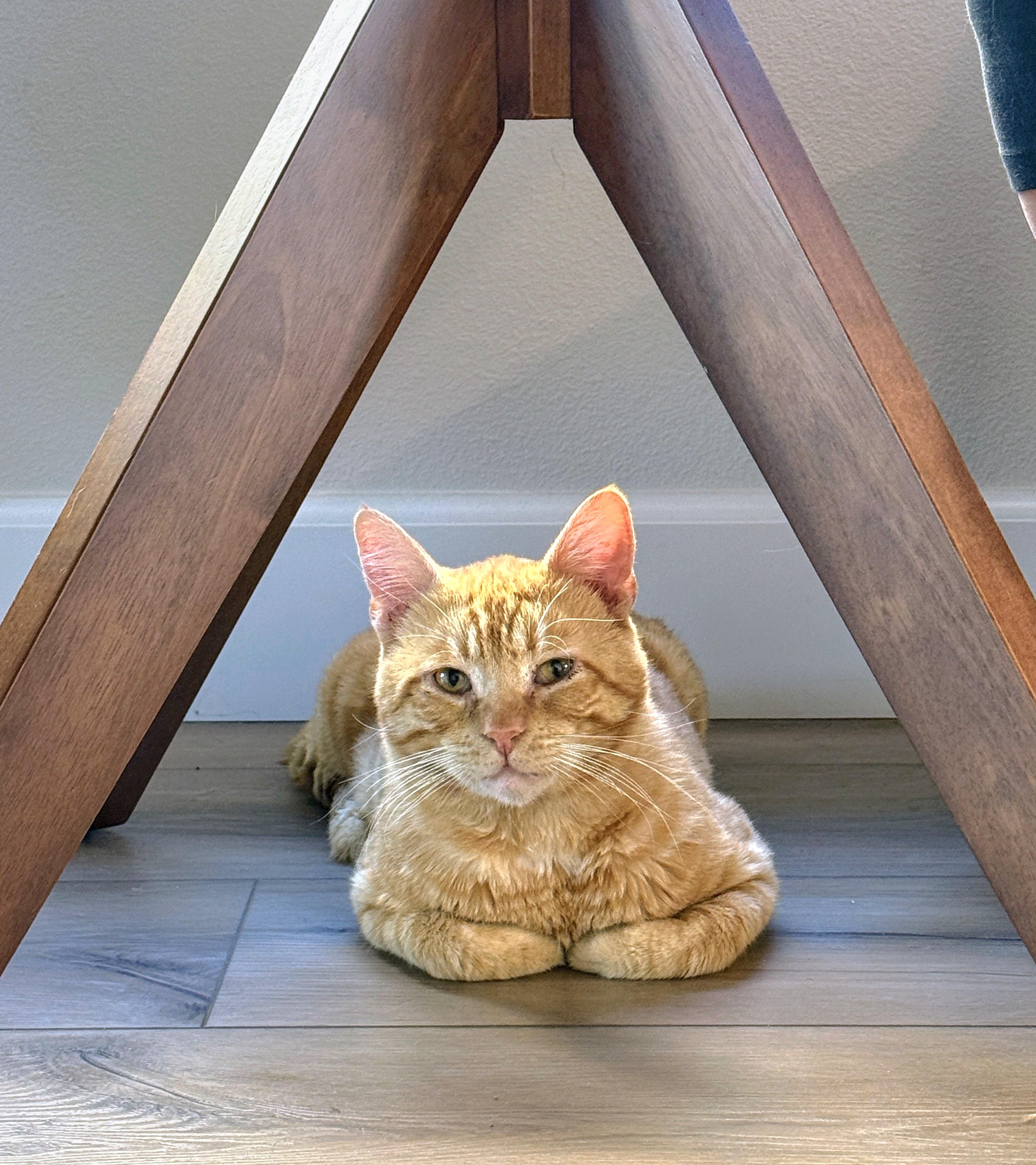 Enlarge :::Thor:::, an adopted mixed breed in Yorba Linda, CA image 4/6