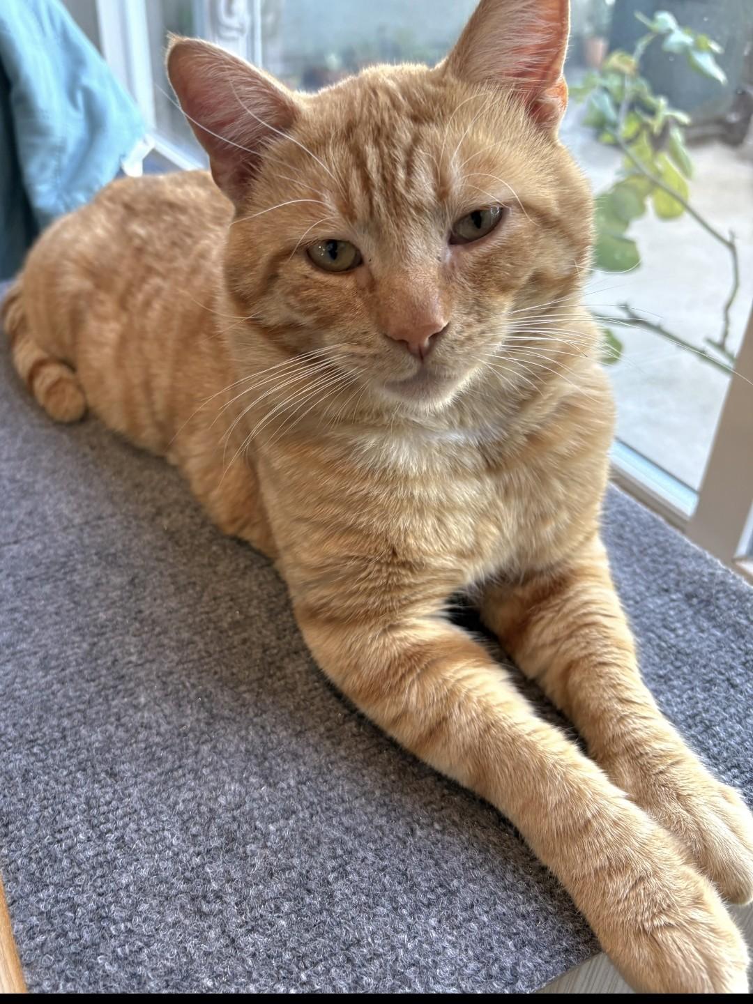 :::Thor:::, adopted, Young Male Domestic Short Hair & Tabby.