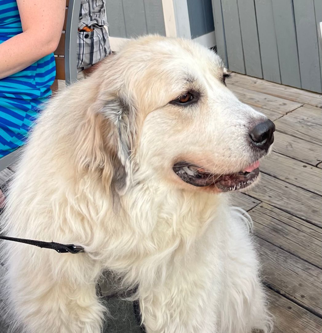 Shyla - Sweet Girl- Waiting for 3 Years, Adoptable, Adult Female Great Pyrenees.