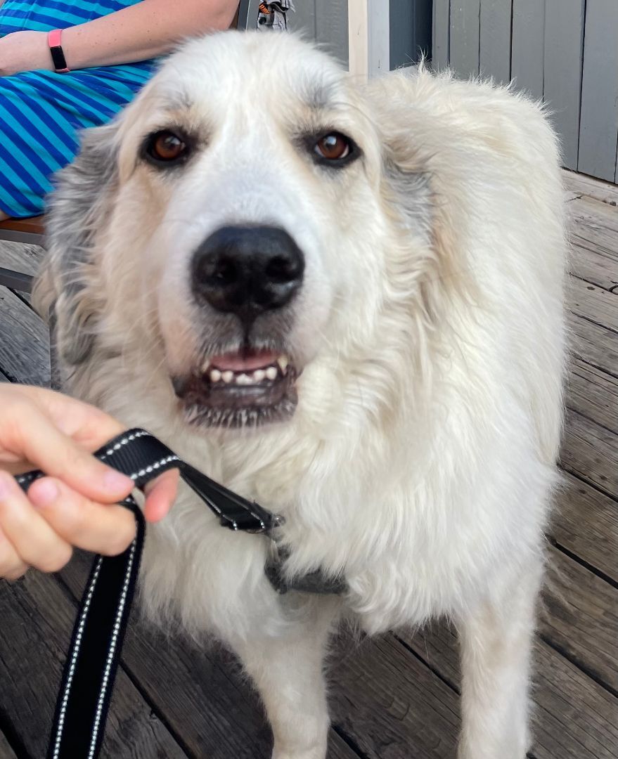 Shyla - Sweet Girl- Waiting for 3 Years, a Adoptable Great Pyrenees in Indianapolis, IN image 2/13