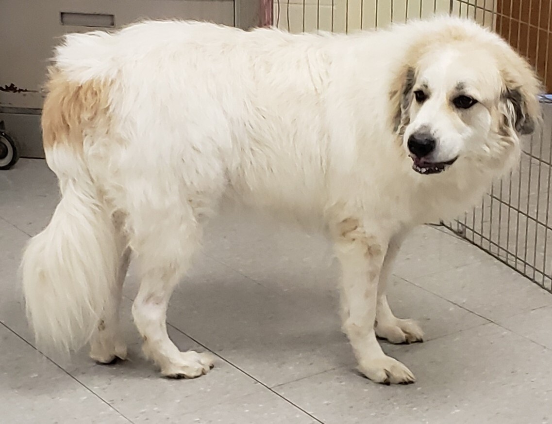 Shyla - Sweet Girl- Waiting for 3 Years, a Adoptable Great Pyrenees in Indianapolis, IN image 3/13