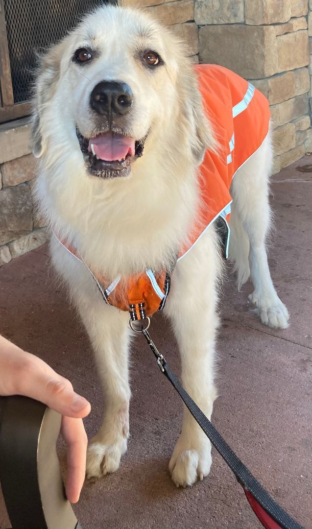 Shyla - Sweet Girl- Waiting for 3 Years, a Adoptable Great Pyrenees in Indianapolis, IN image 4/13
