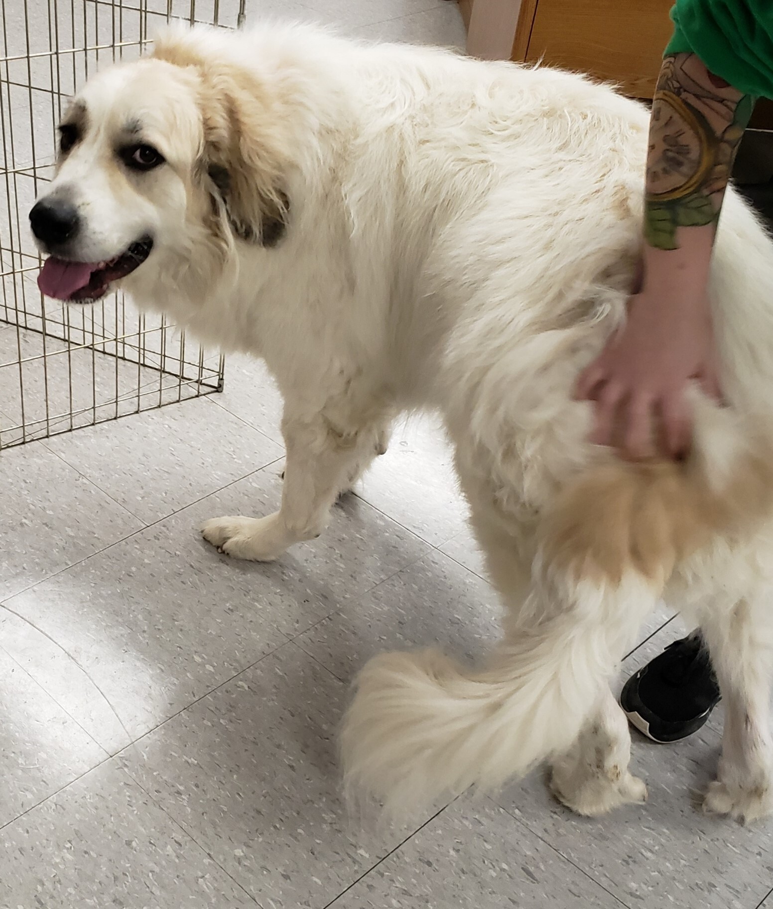 Shyla - Sweet Girl- Waiting for 3 Years, a Adoptable Great Pyrenees in Indianapolis, IN image 5/13