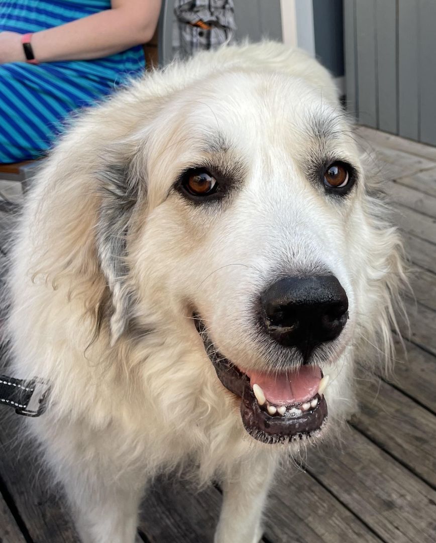 Shyla - Sweet Girl- Waiting for 3 Years, a Adoptable Great Pyrenees in Indianapolis, IN image 6/13