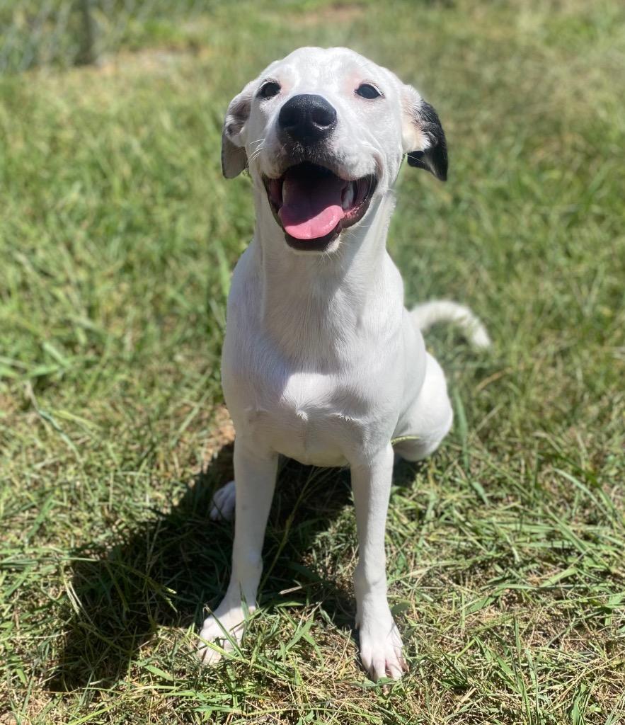 Lena, Adoptable, Puppy Female Labrador Retriever & Dalmatian.