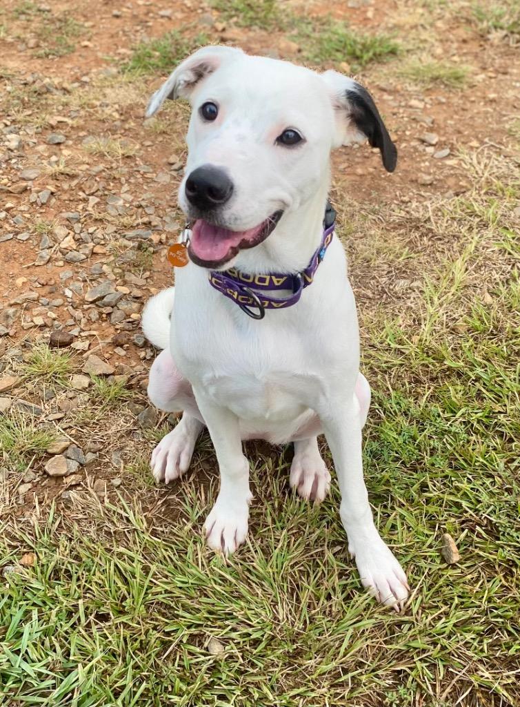 Enlarge Lena, a Adoptable mixed breed in Bryant, AR image 3/6
