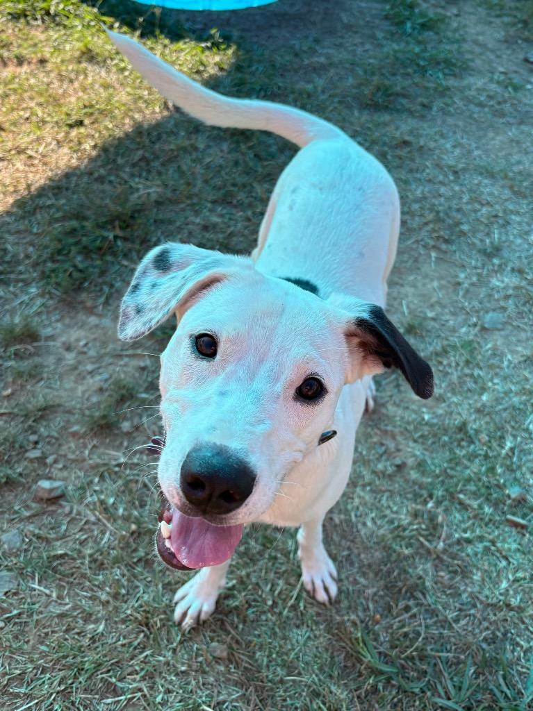 Enlarge Lena, a Adoptable mixed breed in Bryant, AR image 4/6