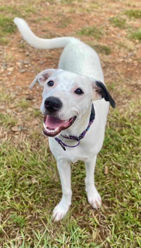 Enlarge Lena, a Adoptable mixed breed in Bryant, AR image 4/6