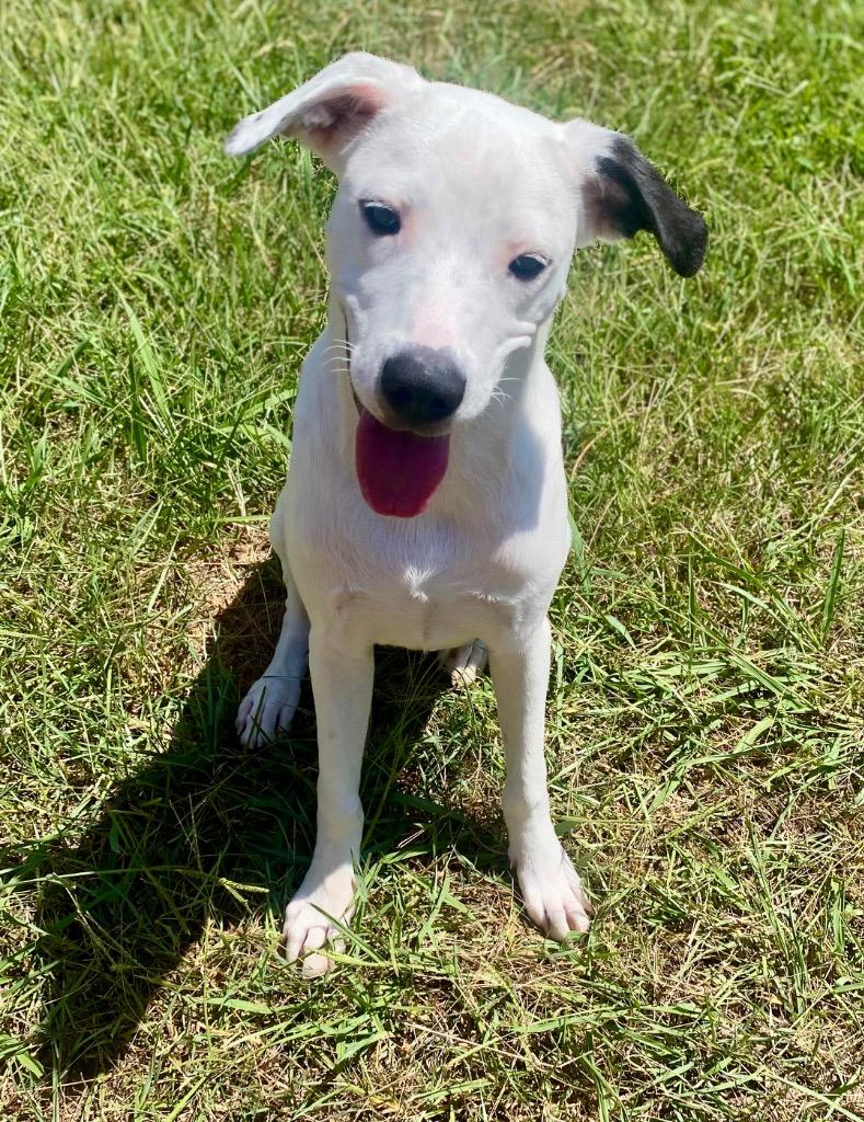 Enlarge Lena, a Adoptable mixed breed in Bryant, AR image 6/6