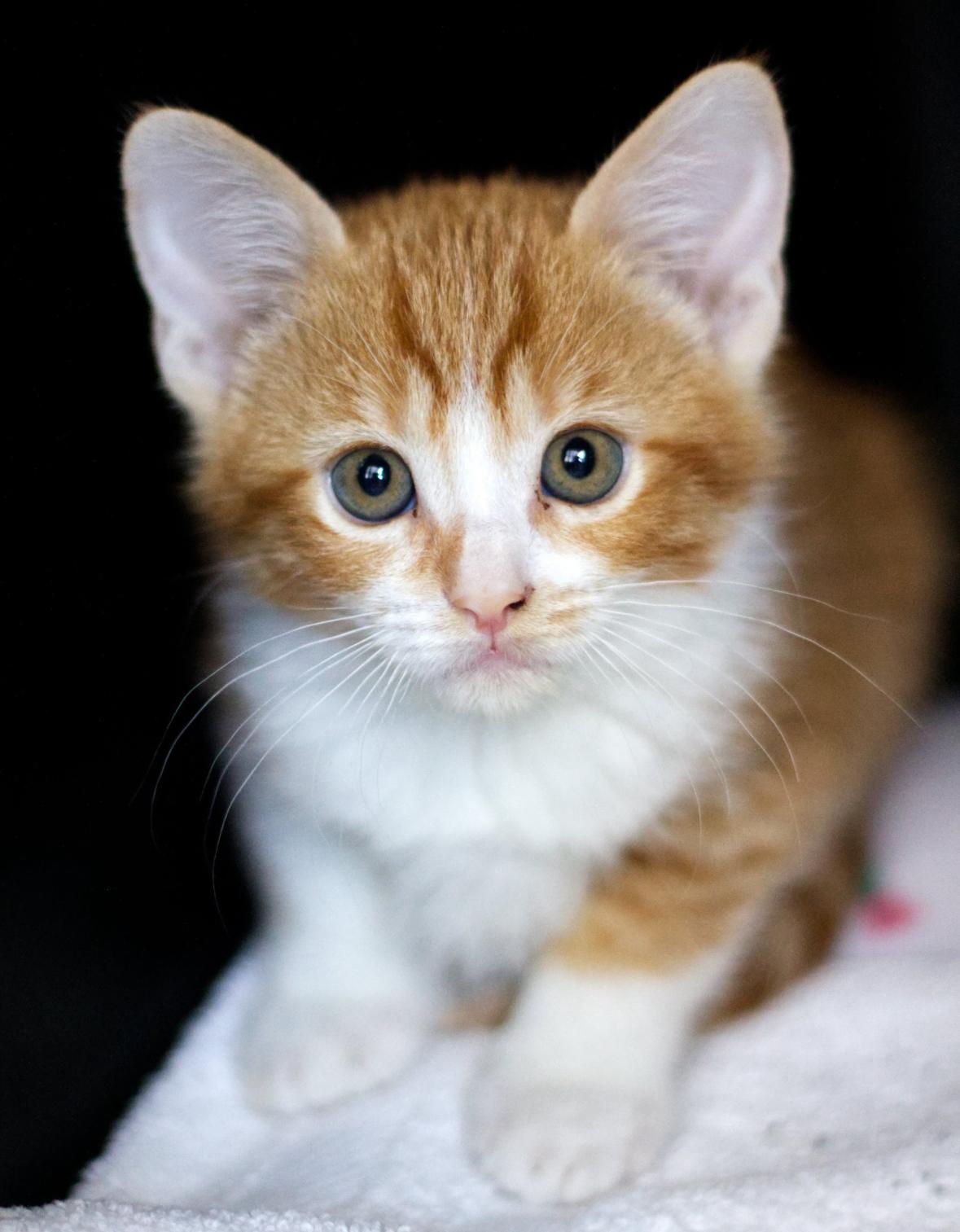 S’mores, Baby Male Domestic Short Hair