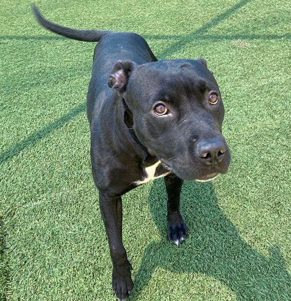 Momma **Courtesy Post. Out of town pet. See below for details**