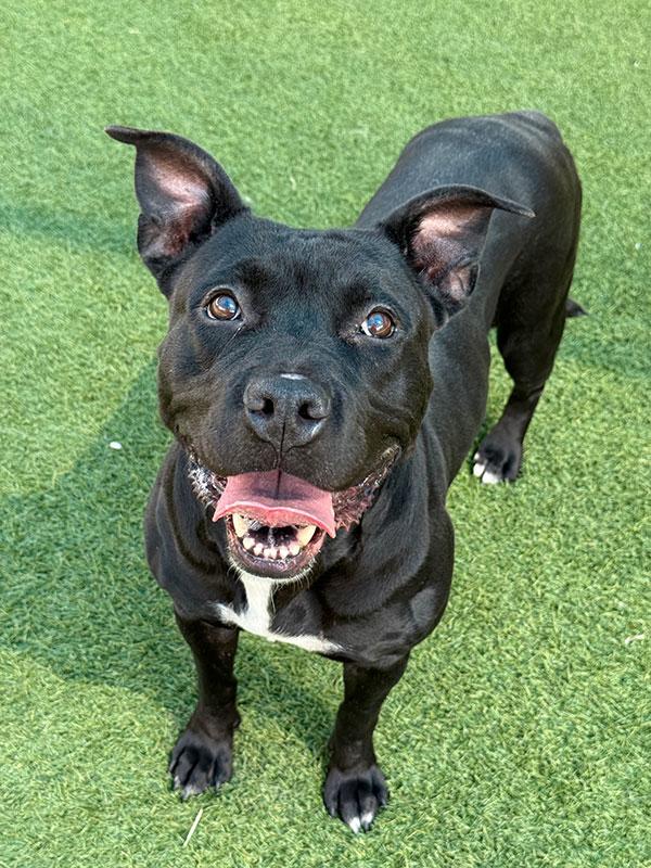 Momma **Courtesy Post. Out of town pet. See below for details**