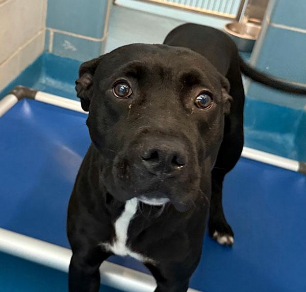 Momma **Courtesy Post. Out of town pet. See below for details**