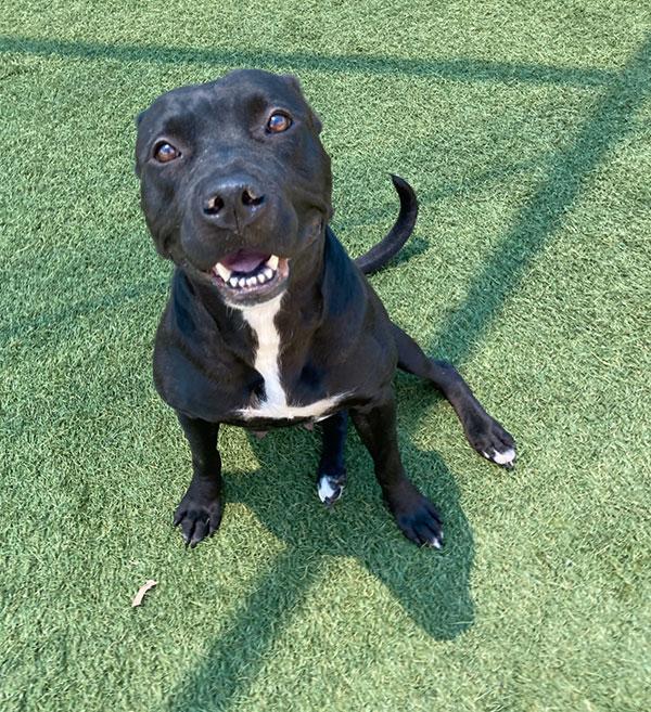 Momma **Courtesy Post. Out of town pet. See below for details**