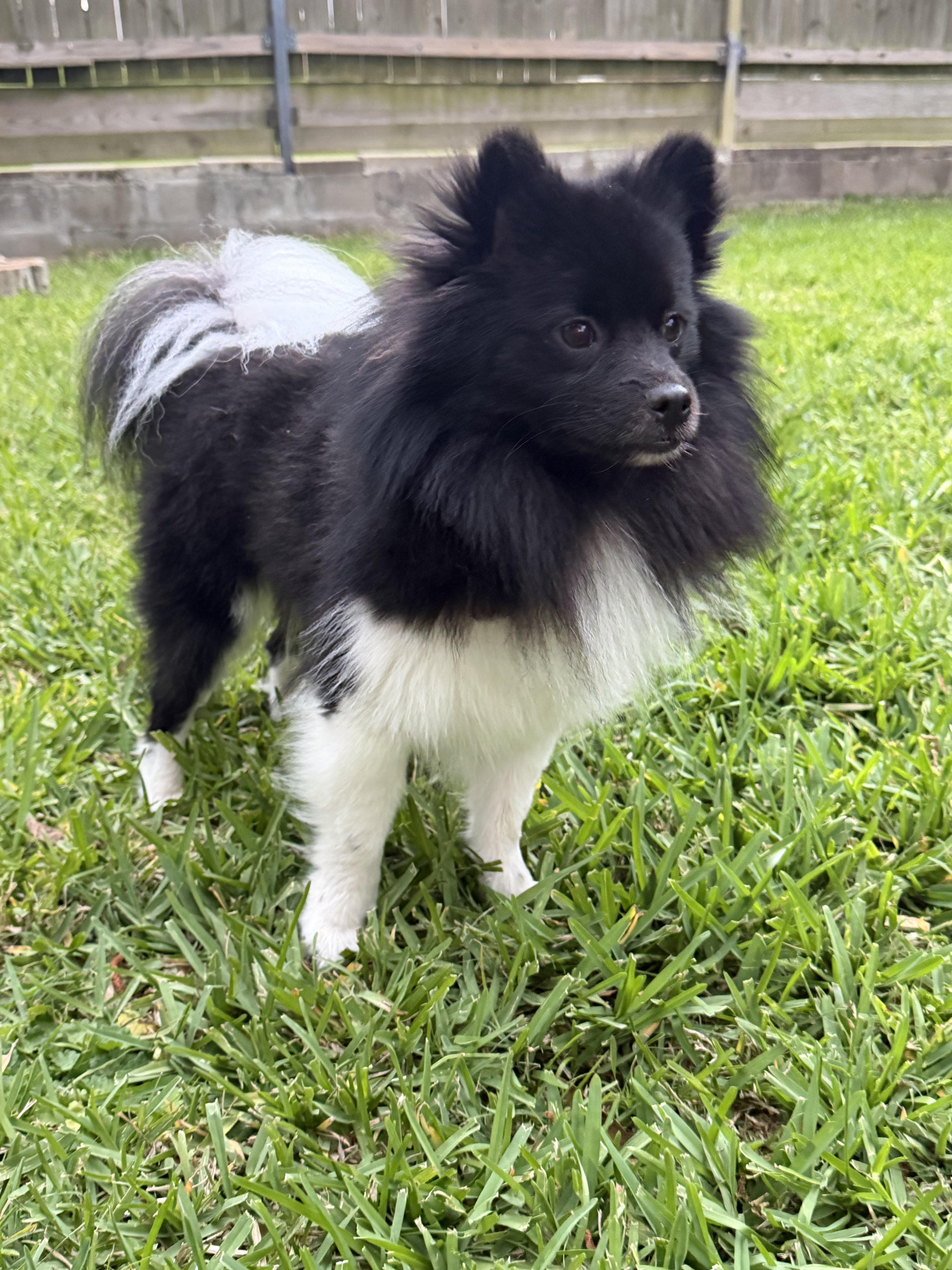 Tank, an adopted Pomeranian in Spring, TX image 3/3