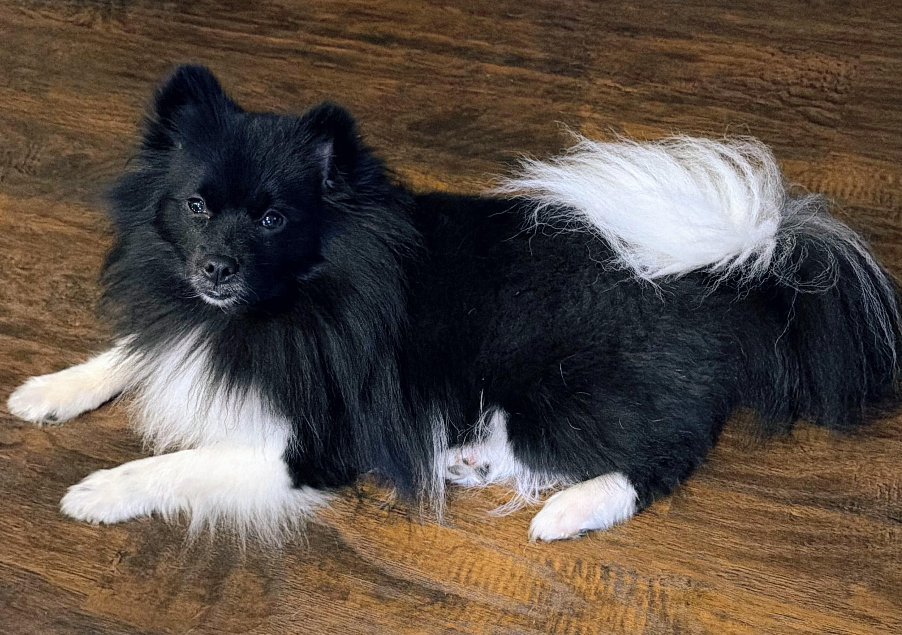 Tank, adopted, Young Male Pomeranian.