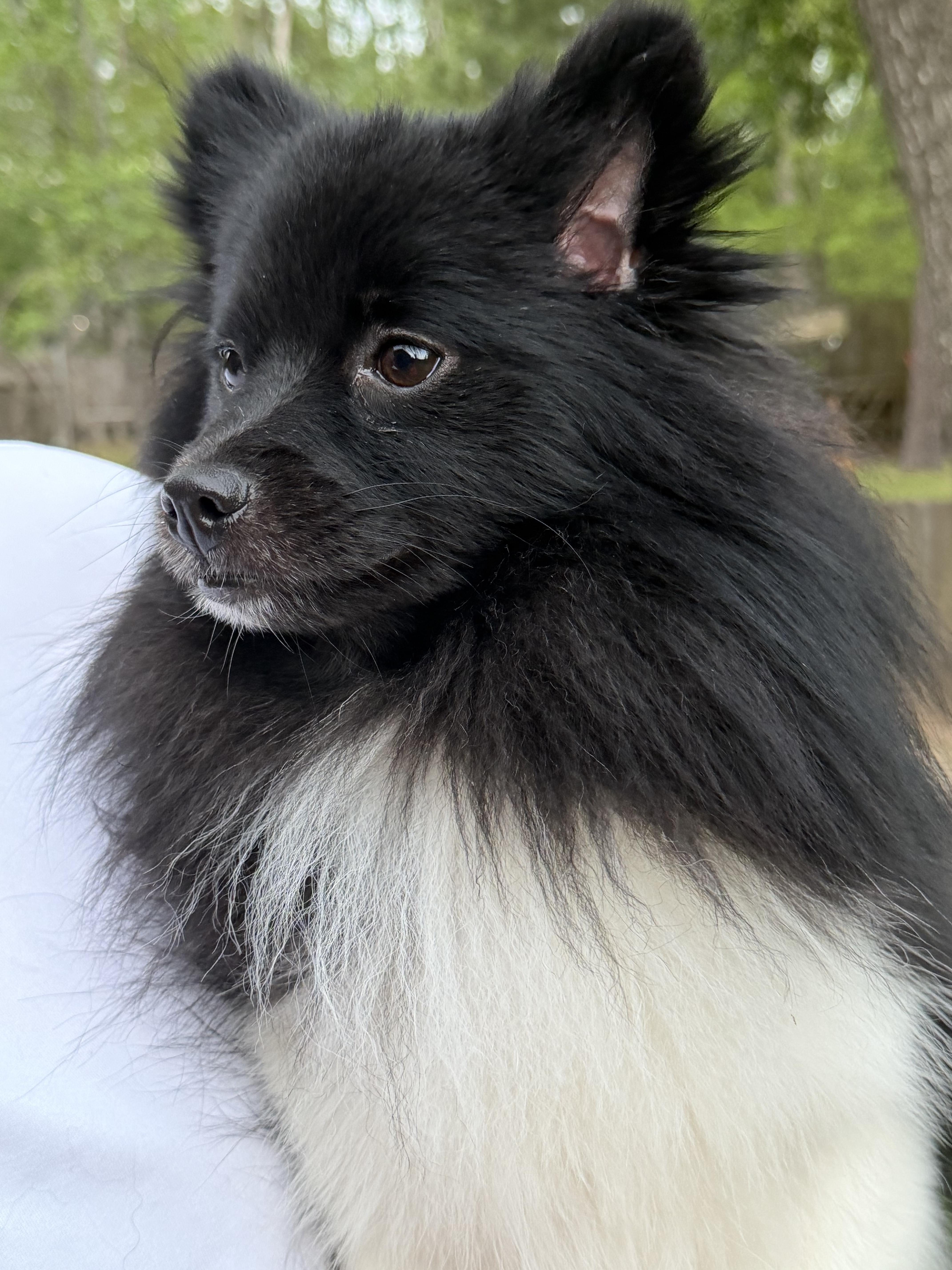 Tank, an adopted Pomeranian in Spring, TX image 2/3