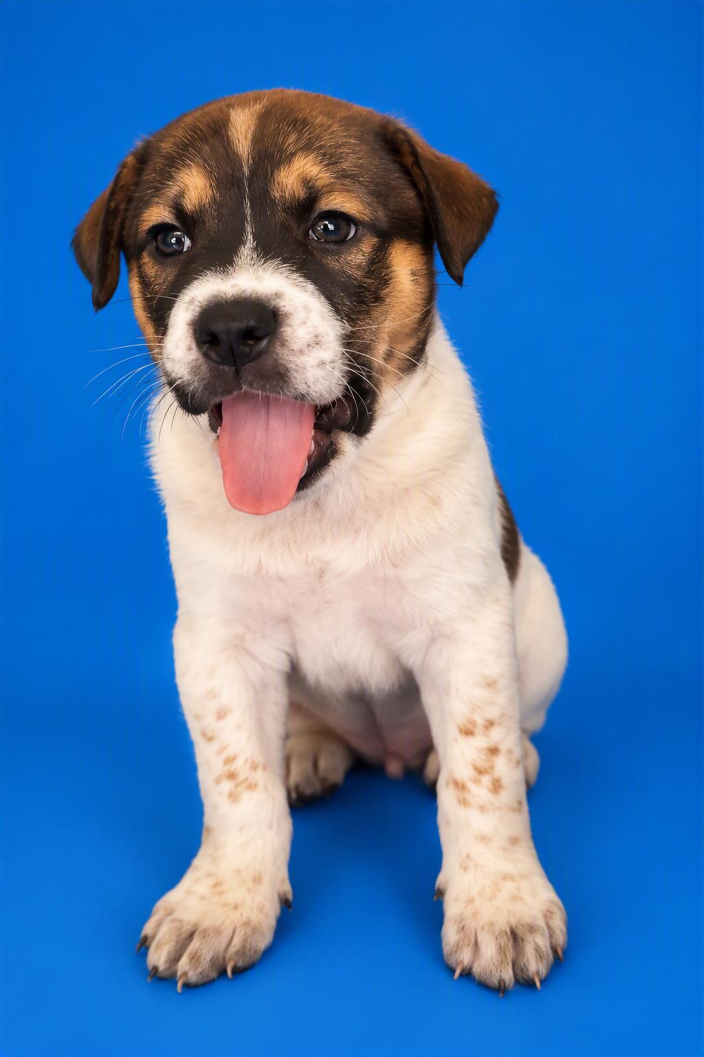 Enlarge Rowan, a Adoptable mixed breed in Glendale, AZ image 3/3