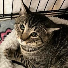 Otis, Young Male unknown