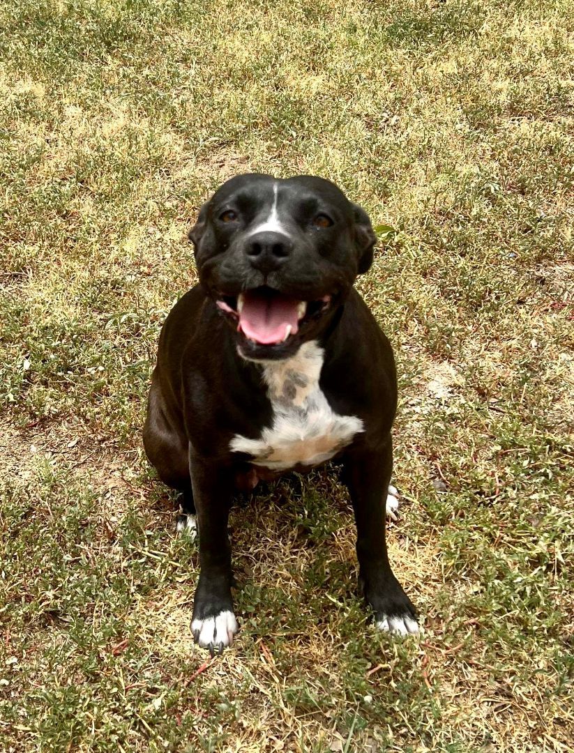 Dolly, a Adoptable mixed breed in Spokane, WA image 1/6