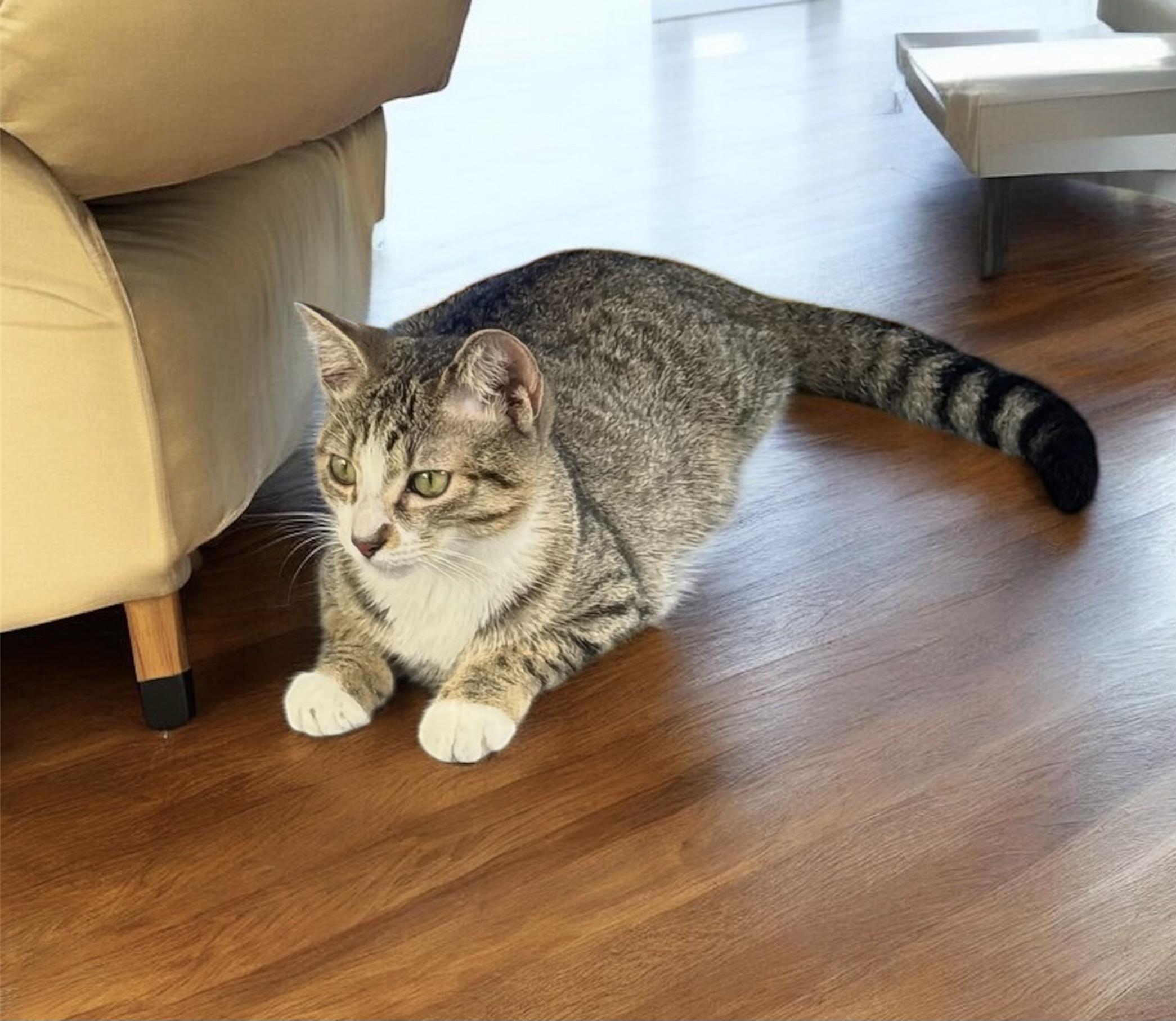 Enlarge POSSUM, a Adoptable mixed breed in Royal Palm Beach, FL image 1/1