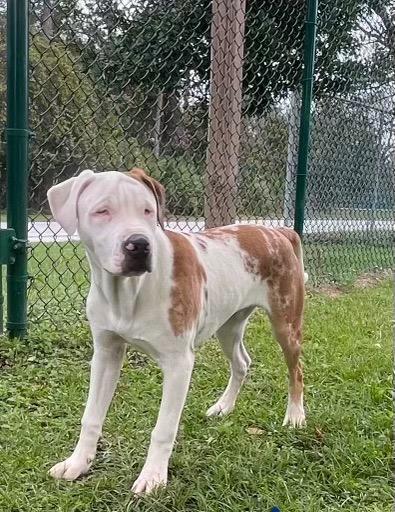 Enlarge Stevie, a Adoptable Catahoula Leopard Dog in Fort Pierce, FL image 1/1
