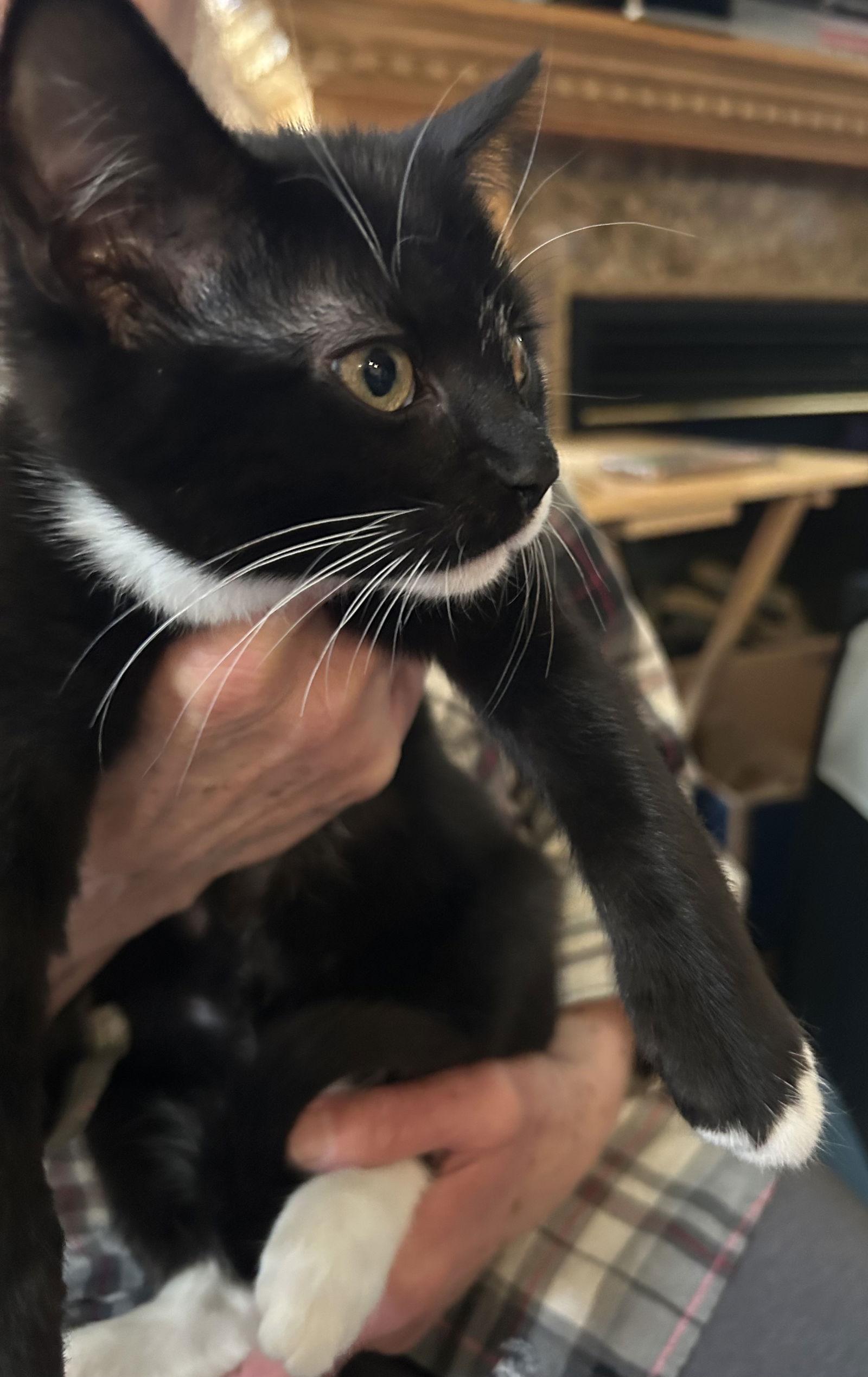 Tyler, Adoptable, Kitten Male Domestic Short Hair.