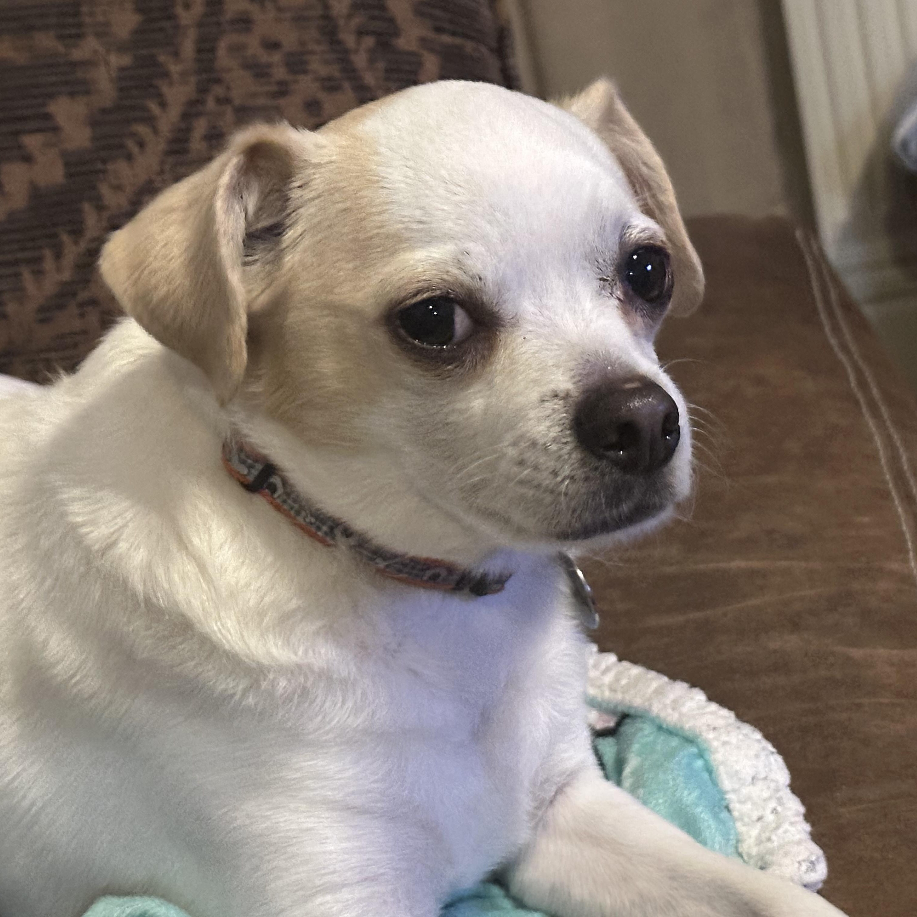 Enlarge Snowflake, a ADOPTABLE mixed breed in Plano, TX image 1/3